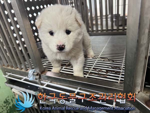 한국동물구조관리협회_441406202402248